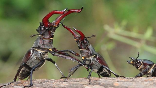 Bọ cánh cứng Stag Beetle - 89.000 USD