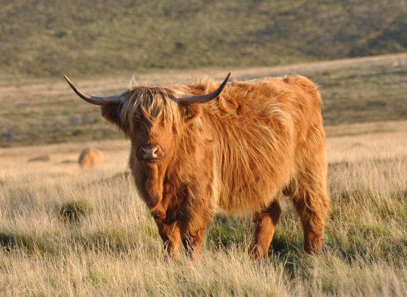 Bò cao nguyên Scotland