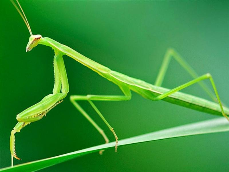 Bọ ngựa là loại động vật mang khá nhiều lợi ích, không đáng sợ như chúng ta tưởng tượng