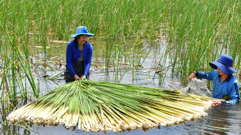 Thu hoạch Bồn bồn ở Cà Mau