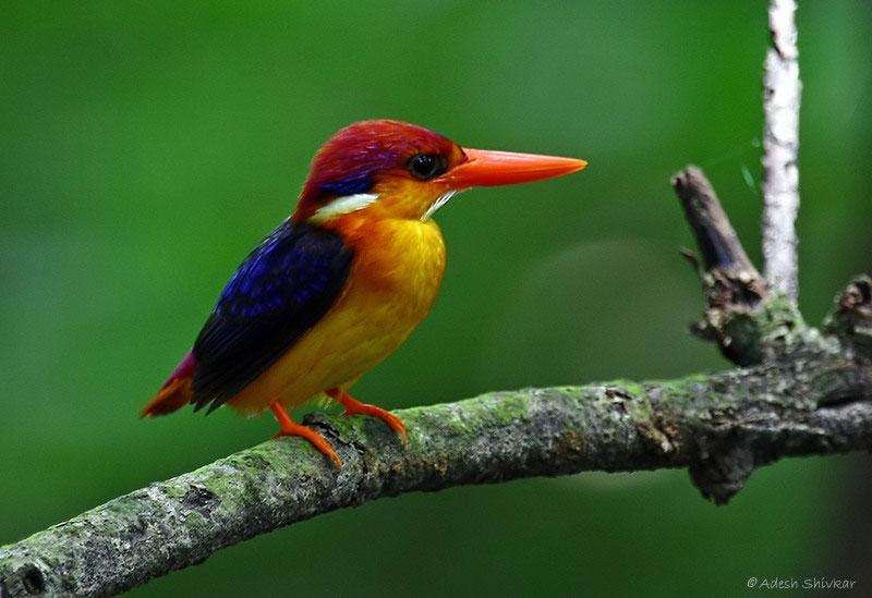 Bồng chanh rừng là loài chim bí ẩn, quý hiếm đã được liệt vào Sách đỏ thế giới