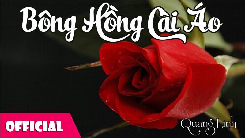 Bông Hồng Cài Áo