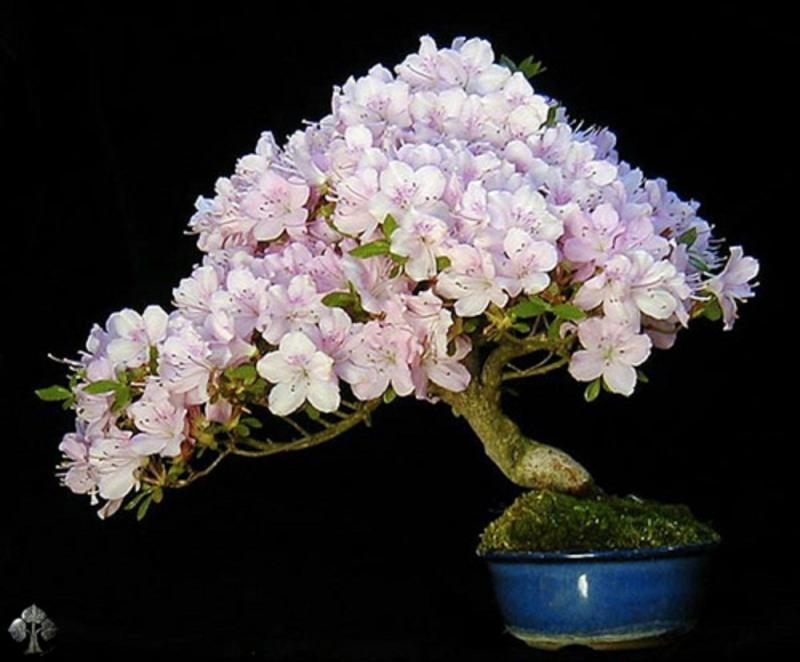 Bonsai hoa đỗ quyên