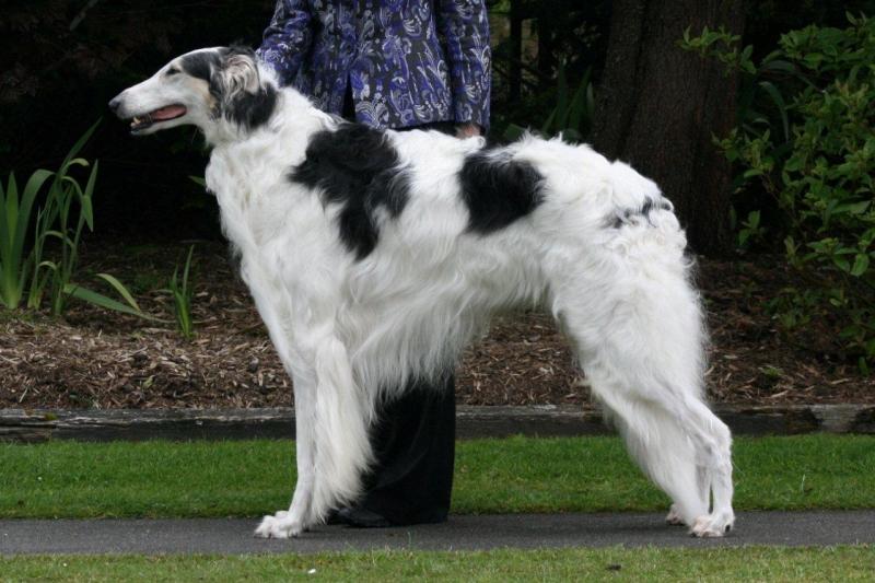 Borzoi