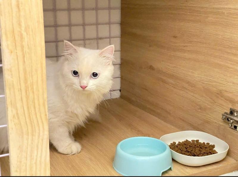 Bột Pet