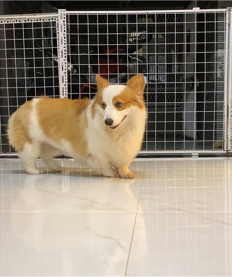 Bột Pet