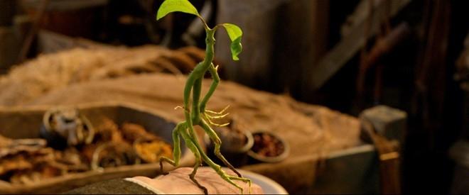 Bowtruckle