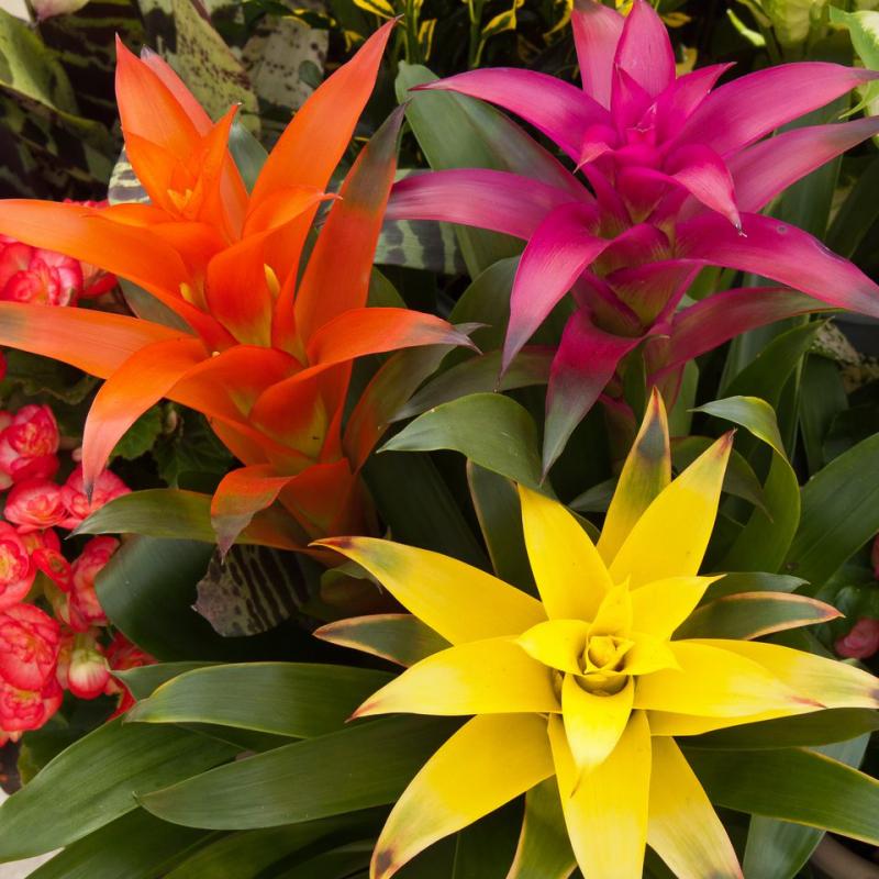 Vẻ đẹp sặc sở của cây bromeliads khiến người khác mê mẩn vì nó