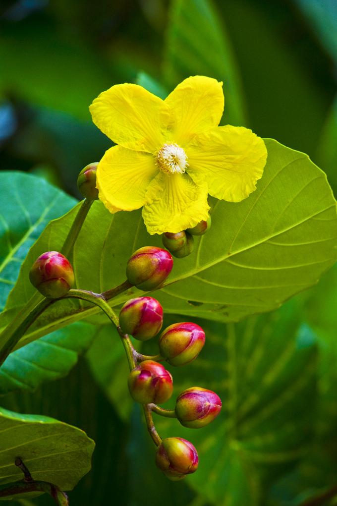 Simpor Flower - Brunei's national flower