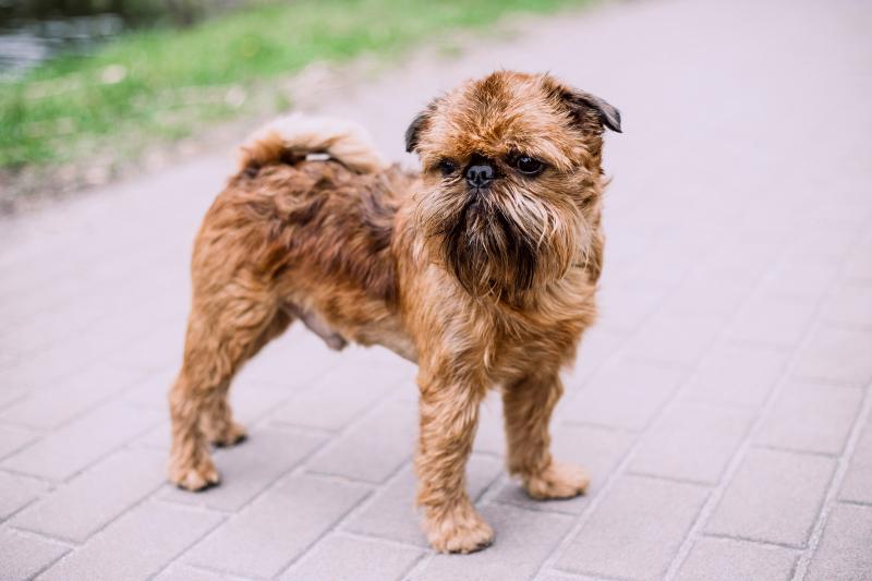 Chó Brussels Griffon