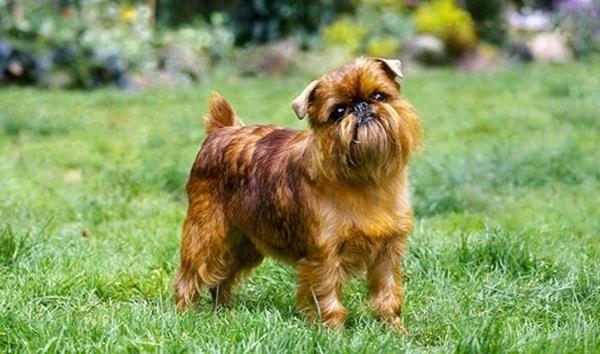 Loài chó Brussels Griffon là loài chó có nguồn gốc từ Bỉ