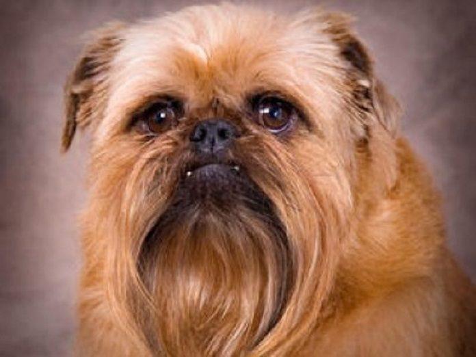 Chó Brussels Griffon