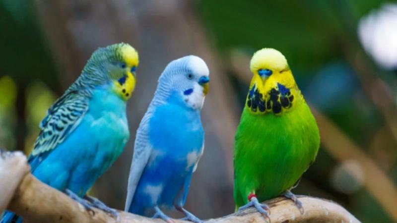 Budgerigar – Vẹt Yến Phụng