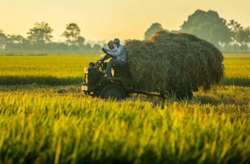 Buổi sáng trên cánh đồng quê em