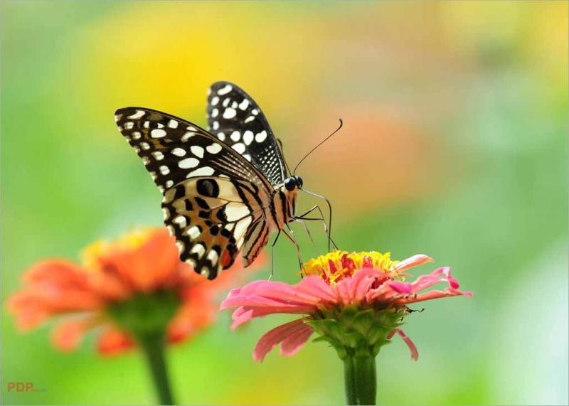 Bướm gây hại và cách phòng tránh bệnh do bướm gây ra