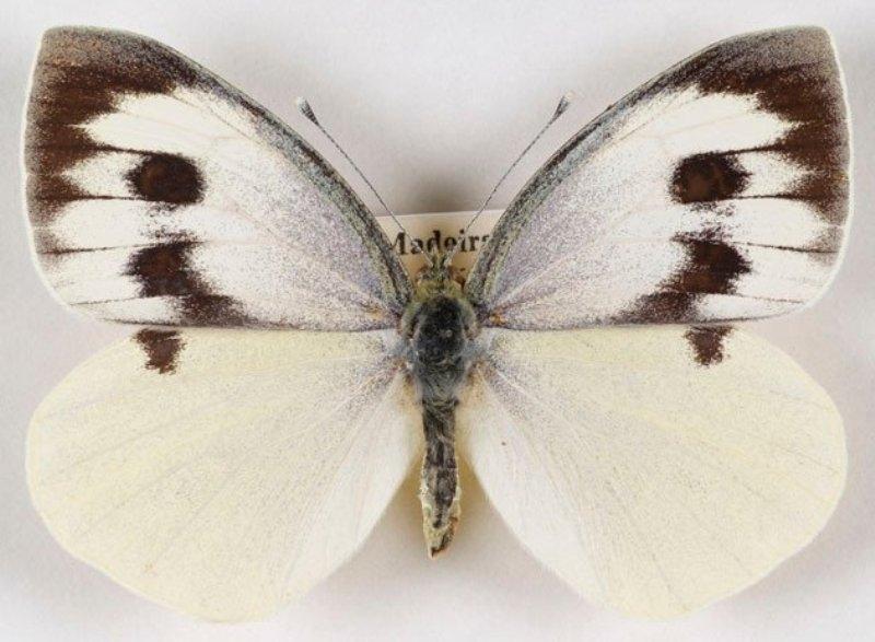 Large white