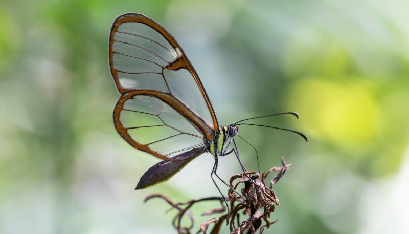 Bướm trong suốt