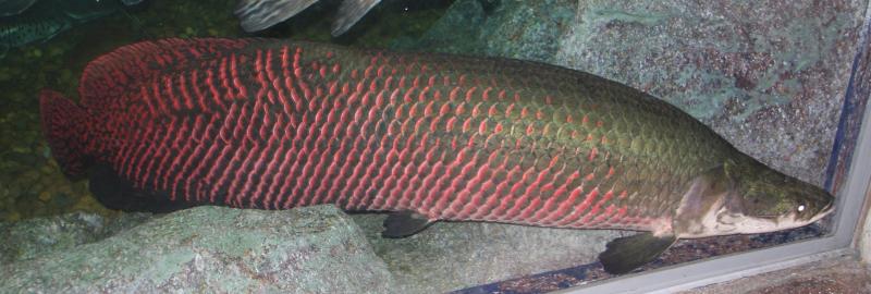 Cá ăn thịt Arapaima