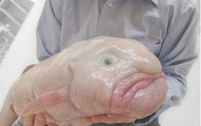 Cá blobfish