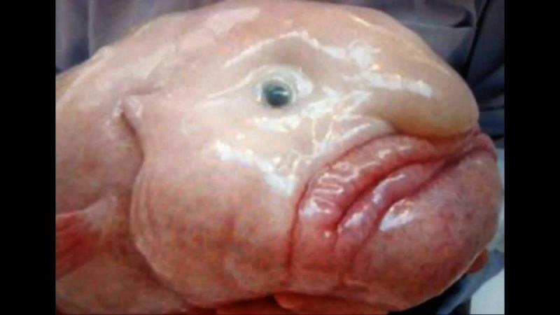 Cá Blobfish