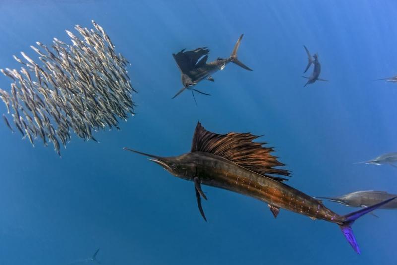 Cá buồm – Sailfish