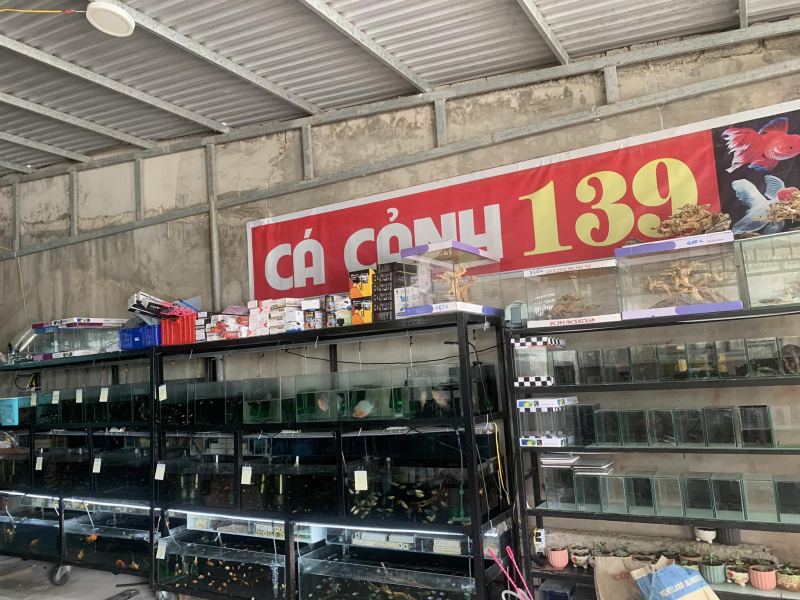 Cá cảnh 139