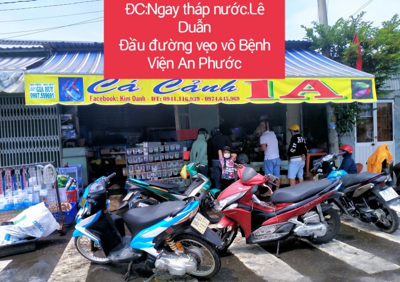 Cá cảnh 1A