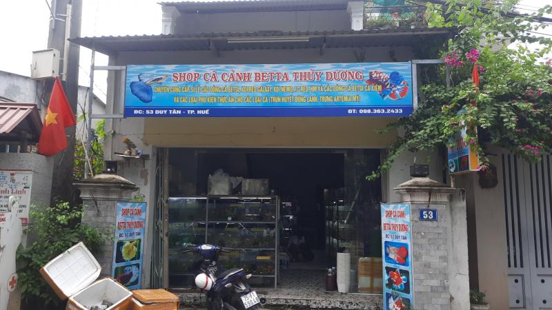 Cá cảnh Betta Thủy Dương