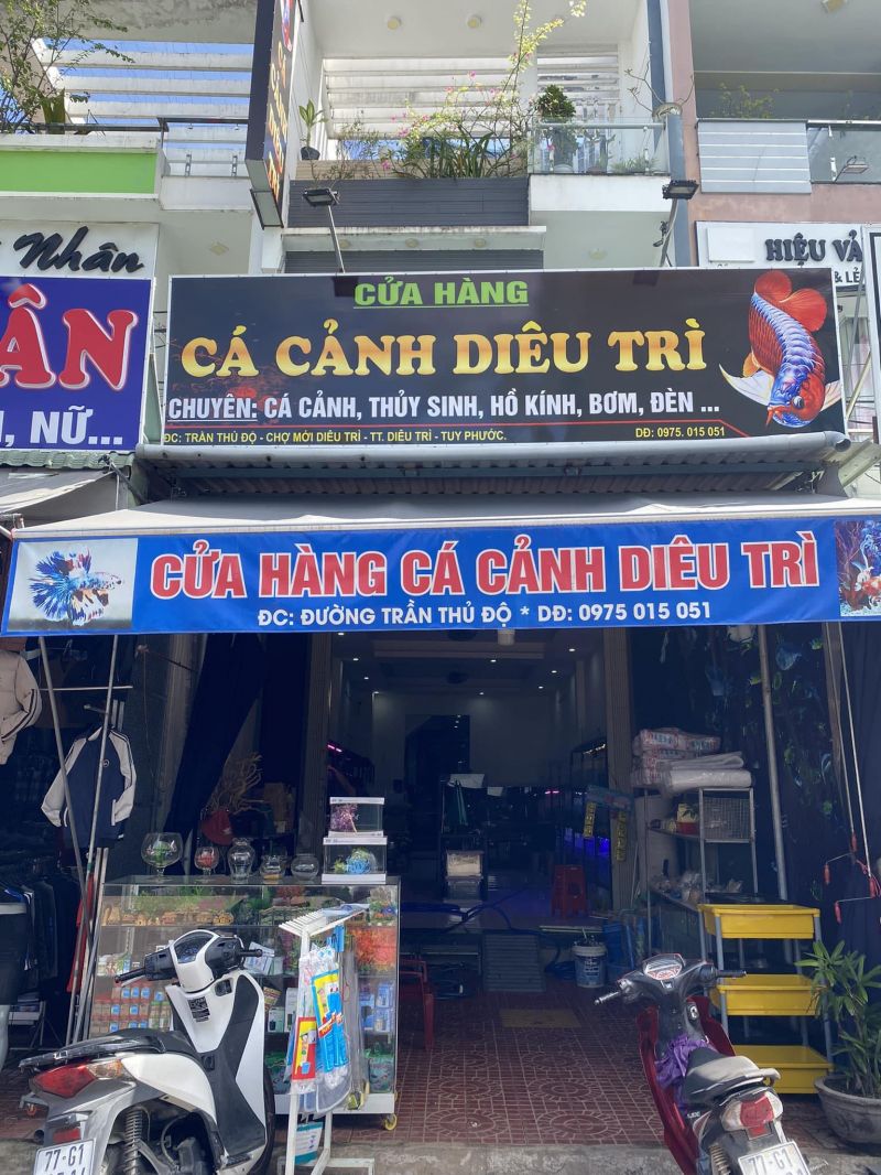 Cá Cảnh Diêu Trì - Tuy Phước - Bình Định