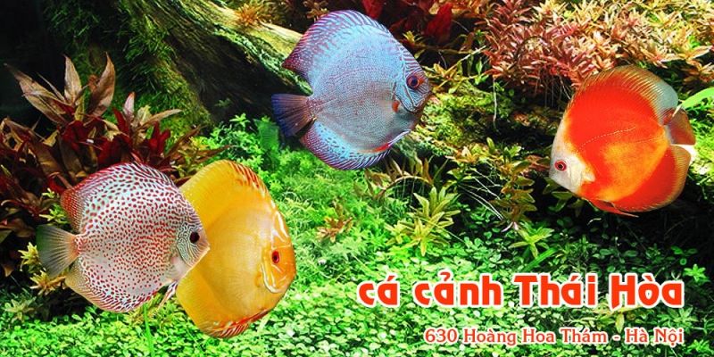 địa chỉ bán cá cảnh uy tín nhất tại Hà Nội