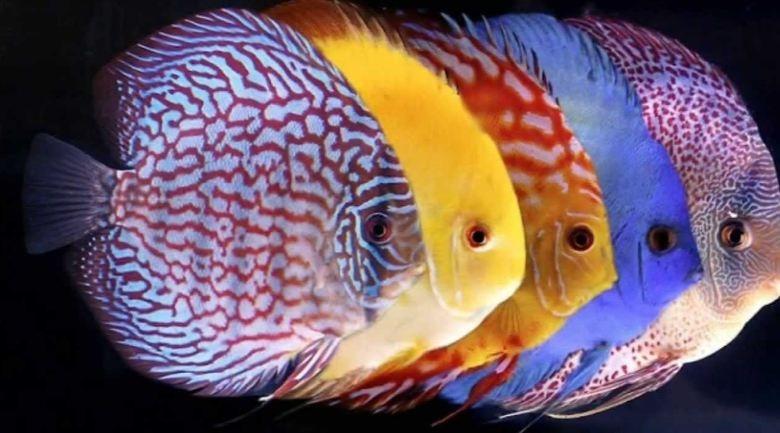 Top 10 Loài cá đẹp nhất thế giới - toplist.vn