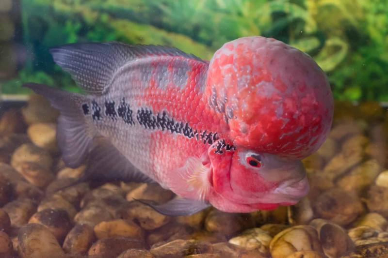 Cá Flowerhorn Cichlid