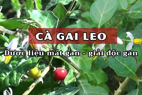 Cà gai leo chữa gan nhiễm mỡ