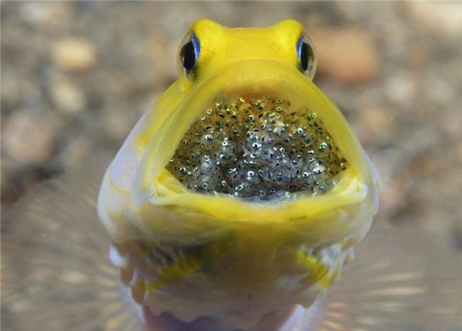 Cá jawfish