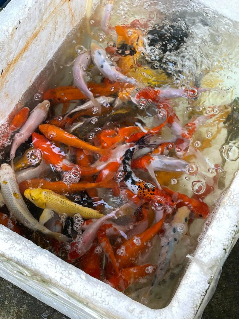 Cá Koi Quảng Bình - Hoàng Ngọc Lâm