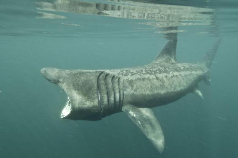 Cá mập Basking