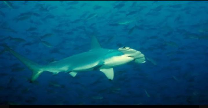 Cá mập đầu búa - The Hammerhead Shark