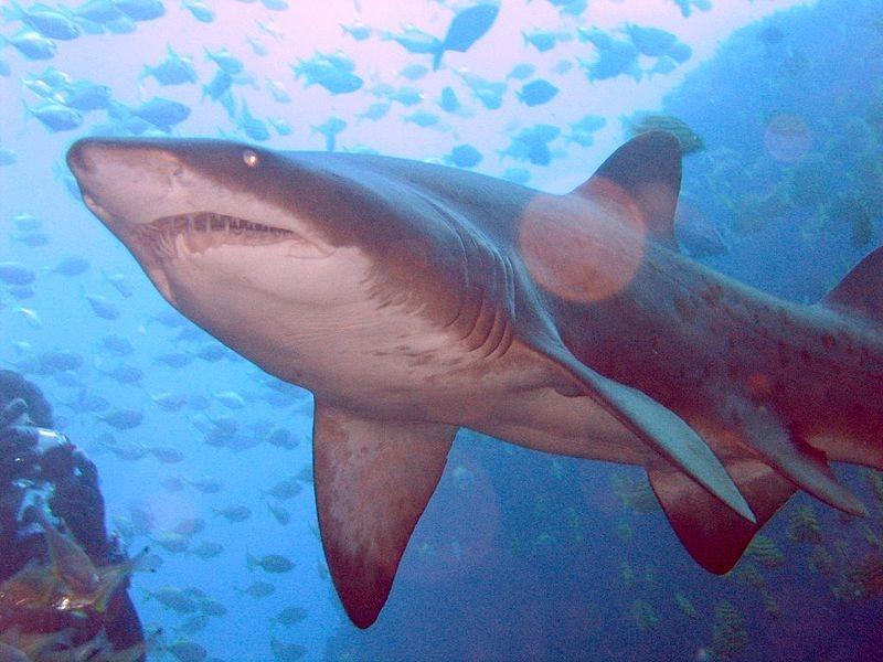 Cá mập hổ