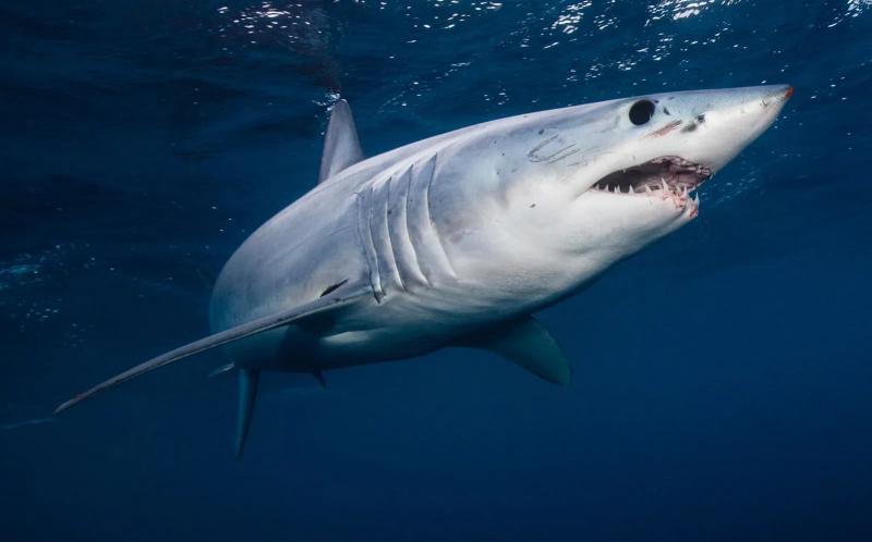 The Shortfin Mako Shark - cá mập Mako