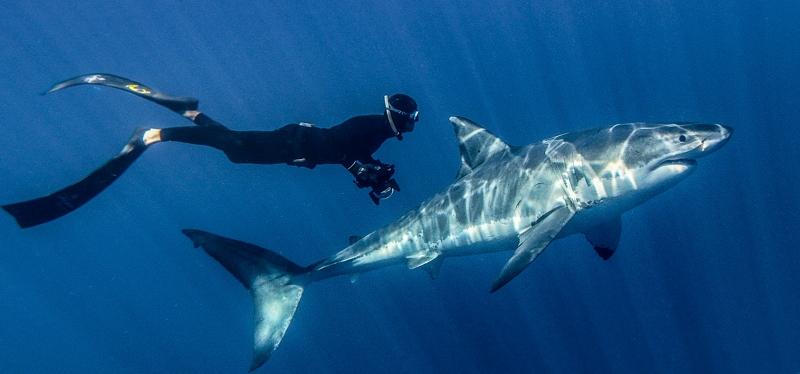The Great White Shark - sát thủ của biển cả