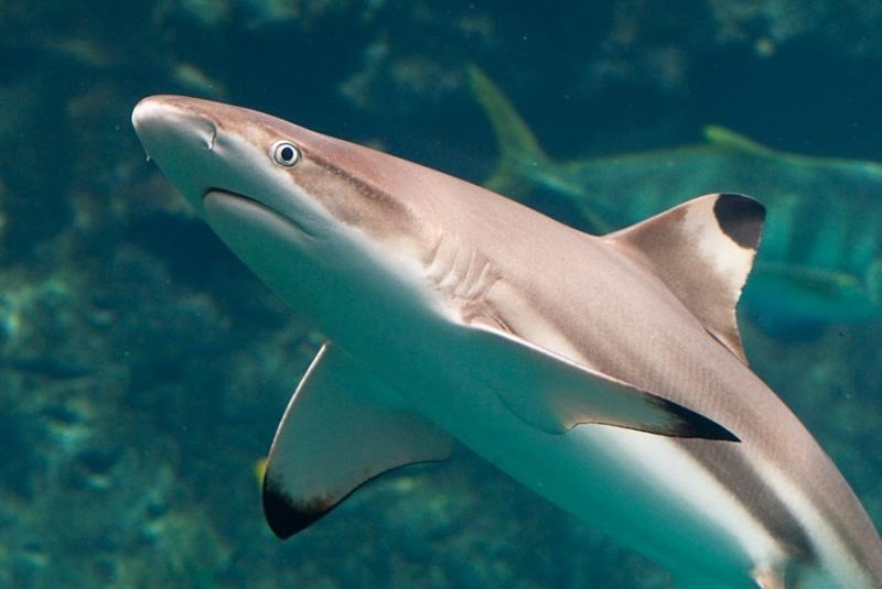 The Blacktip Shark - cá mập vây đen