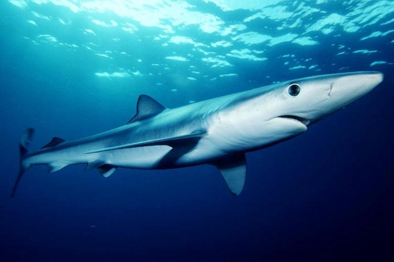 Cá mập xanh – Blue Shark