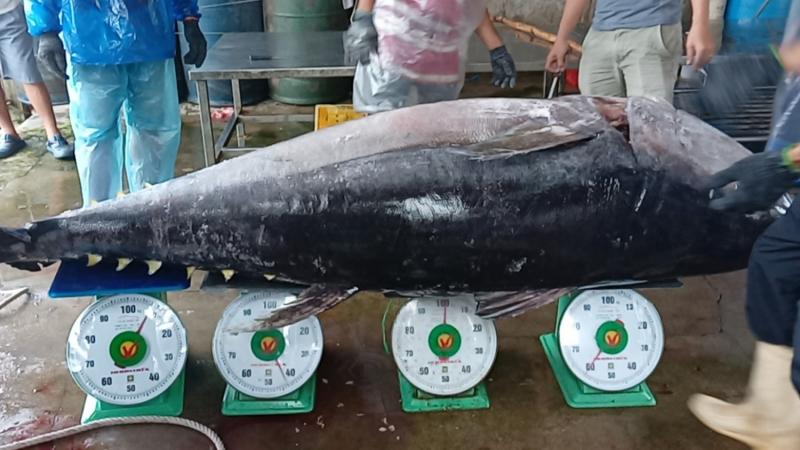 Cá ngừ đại dương Phú Yên
