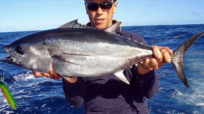 Cá ngừ vây xanh phương Nam – Southern Bluefin Tuna