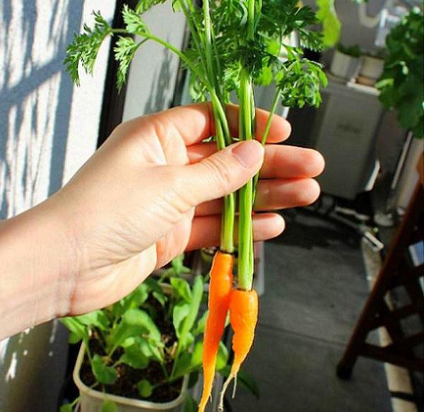 Cà rốt tí hon xinh xắn, dễ trồng trong chậu, tỉ lệ nảy mầm cao.