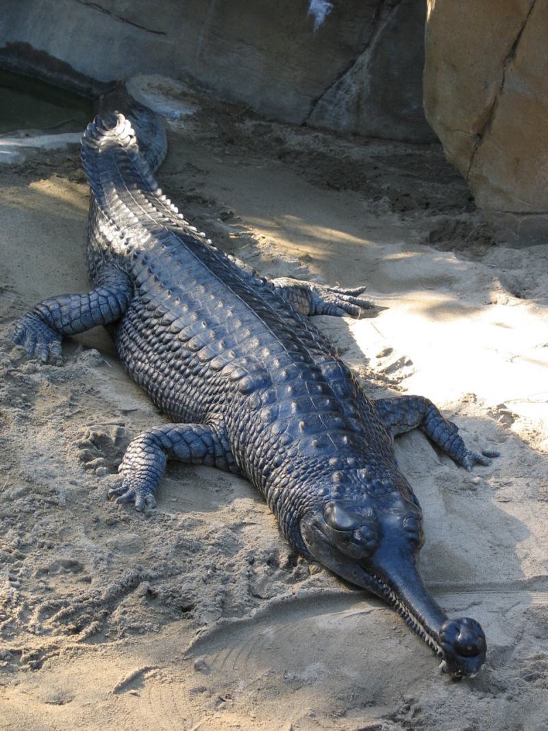 Cá sấu Ấn độ
