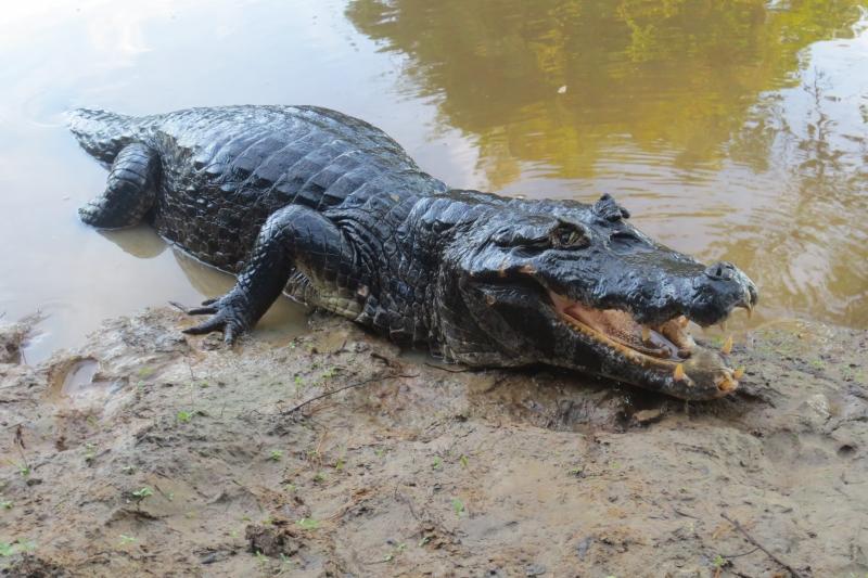 Cá sấu đen Caiman