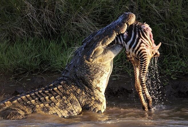 Cá sấu sông Nile – lực cắn: 5000 psi