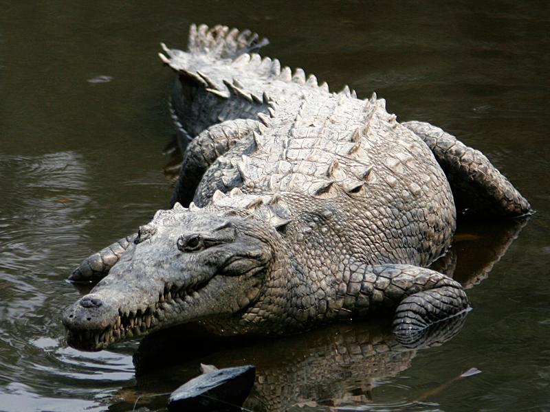 Cá sấu Trung Mỹ