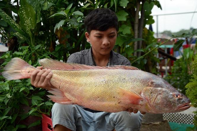 Cá sủ vàng